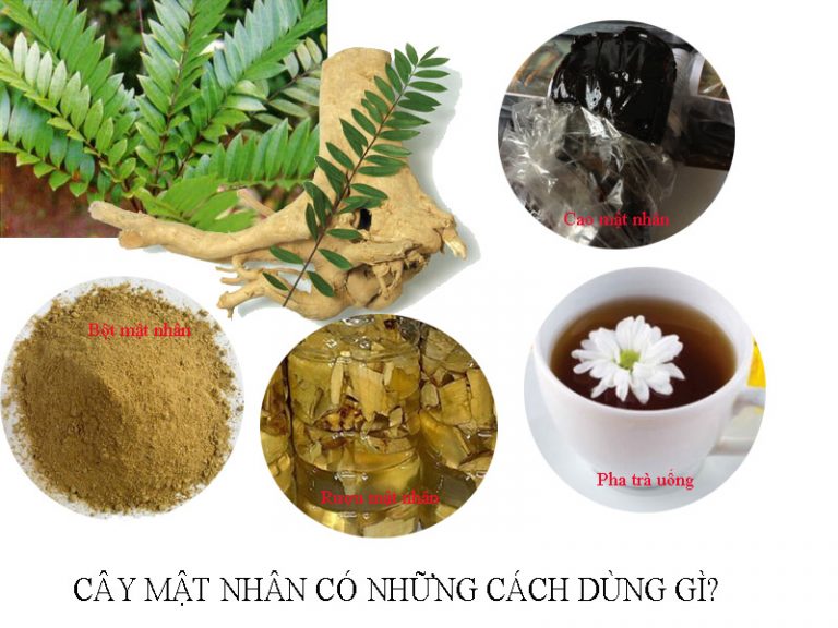 Dược liệu Mật nhân: Bổ thận tráng dương, trị bệnh xương khớp